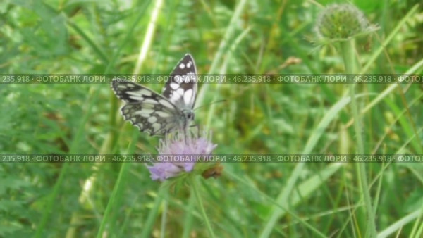 Бабочка Пестроглазка галатея Melanargia galathea. Стоковое видео, видеограф Александр Мамонтов / Фотобанк Лори