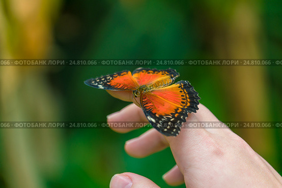 Бабочка Red Lacewing (Cethosia biblis) Стоковое фото, фотограф Ростислав Агеев / Фотобанк Лори