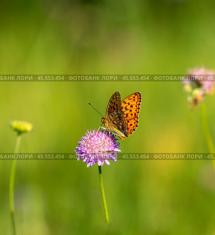 Бабочка шашечница Аталия (лат. Melitaea athalia) на луговом цветке. Стоковое фото, фотограф Олег Пученков / Фотобанк Лори