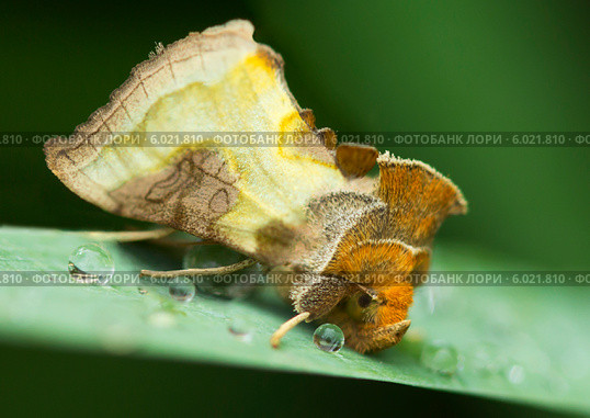 Бабочка совка маталловидка золотистая. (лат. Diachrysia chrysitis ) Стоковое фото, фотограф Галина Савина / Фотобанк Лори