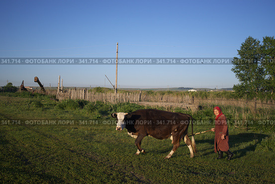 Бабушка гонит корову (2008 год). Редакционное фото, фотограф Талдыкин Юрий / Фотобанк Лори