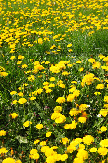 background summer plant flower spring. Стоковое фото, фотограф Heiko Barth / PantherMedia / Фотобанк Лори
