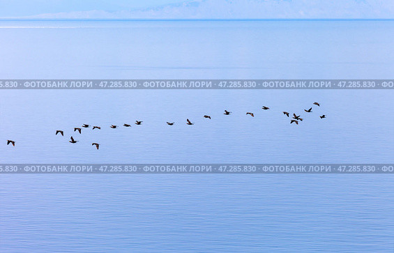 Baikal Lake in spring. A flock of wild cormorants flies over blue water. Migratory waterfowl return to shores of Olkhon Island after wintering in  south. Animals in their natural habitat. Spring seascape. Стоковое фото, фотограф Виктория Катьянова / Фотобанк Лори