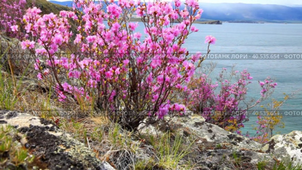 Baikal Lake in spring time. Wild blooming rhododendron bush on rocky coast of Olkhon Island against of blue water. Beautiful spring landscape. Natural floral background. Стоковое видео, видеограф Виктория Катьянова / Фотобанк Лори