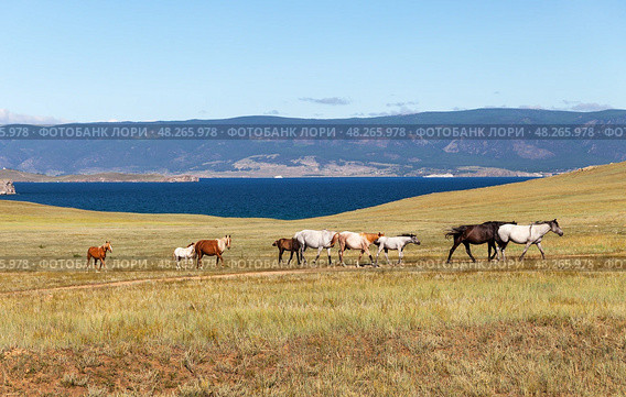 Baikal Lake in summer. Horses with foals graze on the steppe meadows of Olkhon Island against the background of the Maloye More strait on a sunny August day. Pribaikalsky Nature Park. Стоковое фото, фотограф Виктория Катьянова / Фотобанк Лори