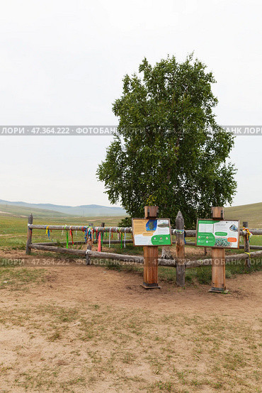 BAIKAL LAKE, KHUZHIR VILLAGE, IRKUTSK REGION, RUSSIA - August 01, 2024: A lonely birch tree on the sandy shore of Olkhon Island, called by locals the Tree of Power in the Pribaikalsky Nature Park. Редакционное фото, фотограф Виктория Катьянова / Фотобанк Лори