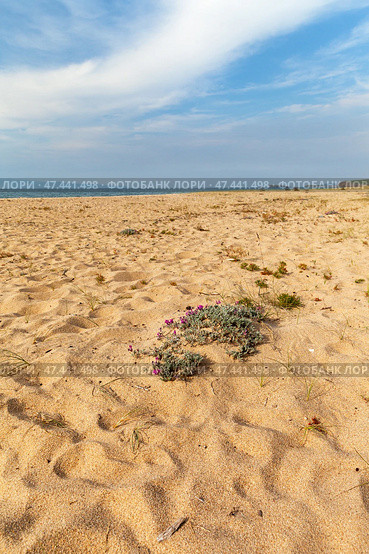 Baikal Lake on a sunny summer day. Beautiful wild pink flowers of Oxytropis lanata on the sandy beach of Sarayskiy Bay on Olkhon Island on an August day. Natural background. Summer travels. Стоковое фото, фотограф Виктория Катьянова / Фотобанк Лори