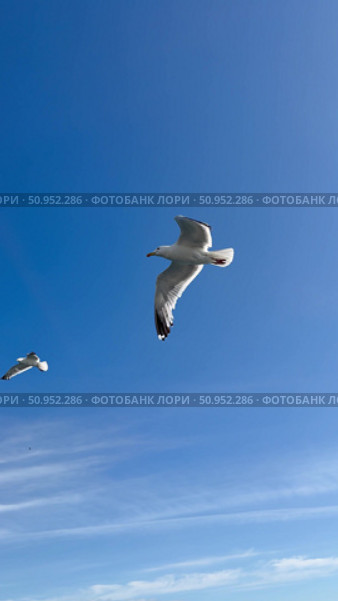 Baikal Lake. Vertical video of seagulls flying over Small Sea Strait, spreading their wings, against the blue sky on a sunny summer day. Free birds in their habitat. Natural sky background. Стоковое видео, видеограф Виктория Катьянова / Фотобанк Лори