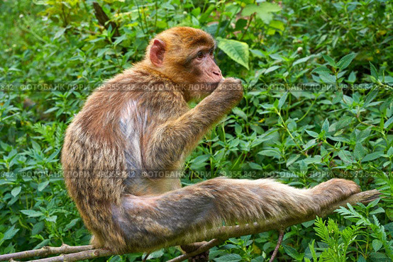 Barbary apes macaca sylvanus macaque monkey outdoor. Barbary apes macaca sylvanus macaque monkey. Стоковое фото, агентство Ingram Publishing / Фотобанк Лори