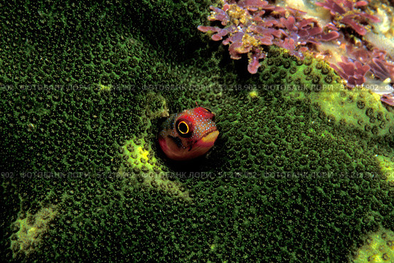 Barnacle blenny, Fiji, Pacific Ocean. VW Pics/Stocktrek Images/TASS. Стоковое фото, агентство ТАСС / Фотобанк Лори