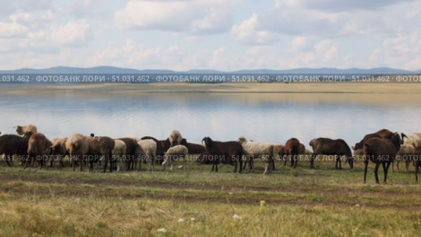 Bashkortostan, Russian Federation - August 07, 2025: Grazing sheep on lush green pasture by tranquil lake under blue sky with fluffy clouds, showcasing serene rural landscape and livestock harmony. Редакционное видео, видеограф Ирина Ручушкина / Фотобанк Лори