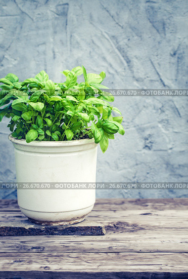 Basil herb in pot. Стоковое фото, фотограф Андрей Маслаков / Фотобанк Лори
