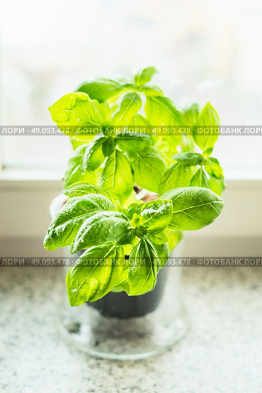 Basil in pot on the windowsill, close up, focus selective. Kitchen herbs on windowsill. Стоковое фото, агентство Ingram Publishing / Фотобанк Лори