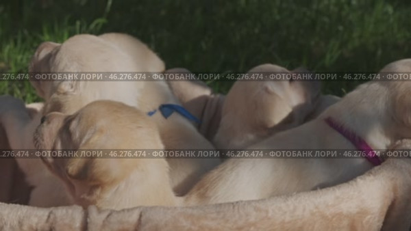 Basket full of cute labrador puppies. Стоковое видео, видеограф Михаил Коханчиков / Фотобанк Лори