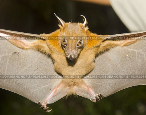 Bat in the field site for research. Стоковое фото, агентство Ingram Publishing / Фотобанк Лори