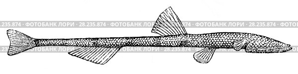 Bathymicrops regis - слепая рыба, водится в Атлантическом океане между Канарскими и Азорскими островами на глубине около 5000 метров (естественная длина 11 см). Разнообразие видов глубоководных животных. Стоковая иллюстрация, иллюстратор Макаров Алексей / Фотобанк Лори