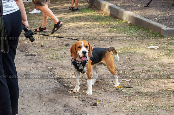 Beagle dog standing on ground and green grass. Стоковое фото, фотограф Аксенова Вера / Фотобанк Лори