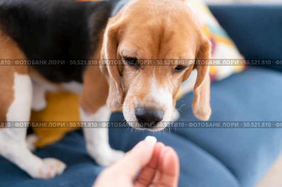 Beagle dogs are intelligent, lively, fun and do not stand still. There is overflowing cuteness. Slightly stubborn but can be trained to obey commands. Стоковое фото, агентство Ingram Publishing / Фотобанк Лори