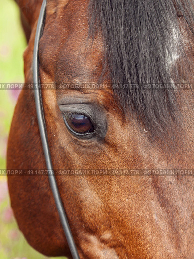 beatiful eye of the bay horse closeup. cloudy day. Стоковое фото, агентство Ingram Publishing / Фотобанк Лори