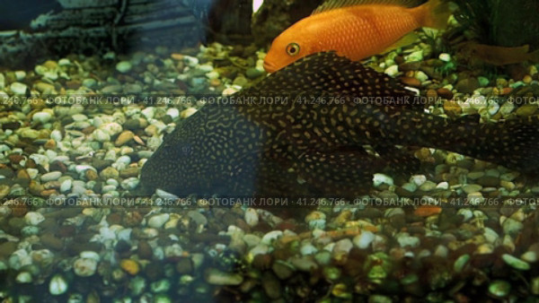 Beautiful aquarium fish swim in the aquarium with sea water.  красивые аквариумные рыбки плавают в аквариуме с морской водой. Стоковое видео, видеограф Egor Sarantstv / Фотобанк Лори