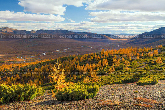 Beautiful autumn arctic landscape. View of the river valley among the mountains. Dwarf cedar and larch trees on the hillside. The nature of polar Siberia and Chukotka. Far North of Russia. Fall season. Стоковое фото, фотограф Андрей Степанов / Фотобанк Лори
