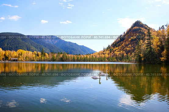 Beautiful autumn landscape. White swans swim in a lake. Стоковое фото, фотограф Виктория Тельминова / Фотобанк Лори