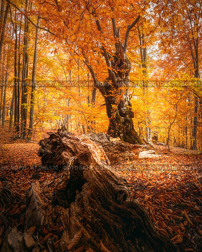 Beautiful beech forest with a fallen tree in the foreground. Amazing fall scenery. Стоковое фото, фотограф Катерина Ковалева / Фотобанк Лори