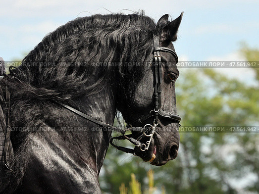 Beautiful black friesian horse portrait in the summer nature background. Портрет красивого вороного коня породы фриз на фоне летней зелени. Стоковое фото, фотограф Михаил Кондрашов / Фотобанк Лори