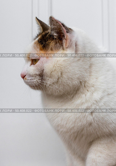beautiful cat with white fur. Стоковое фото, агентство Ingram Publishing / Фотобанк Лори