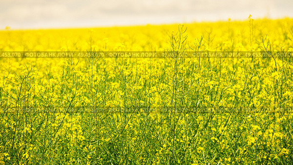 Beautiful close up picture from colza flowers in spring. Yellow and green rapeseed flowers. Blooming canola. . Стоковое фото, агентство Ingram Publishing / Фотобанк Лори