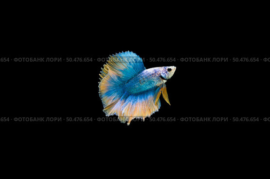 Beautiful colorful of siamese betta fish . Стоковое фото, агентство Ingram Publishing / Фотобанк Лори