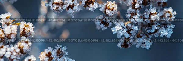 Beautiful crystals of rime ice on plants during frosts. Macro shot of hoarfrost on inflorescences. Natural background with hoarfrost on the grass. Cold weather. Winter nature. Close-up. Wide panorama. Стоковое фото, фотограф Андрей Степанов / Фотобанк Лори