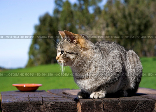 Beautiful Cute cat over a wood table. Стоковое фото, агентство Ingram Publishing / Фотобанк Лори