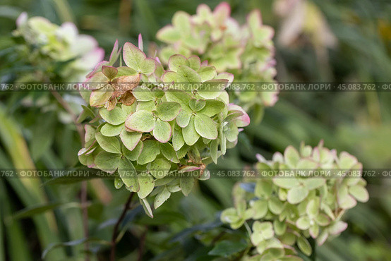 Beautiful flower of the paniculate hydrangea Metallica. Стоковое фото, фотограф Ольга Сейфутдинова / Фотобанк Лори