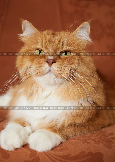 Beautiful ginger long hair cat lying on orange color sofa. Стоковое фото, фотограф Константин Григорьев / Фотобанк Лори