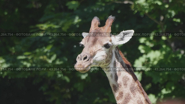 Beautiful giraffe stands tall in Moscow Zoo. Стоковое фото, фотограф Фотограф / Фотобанк Лори