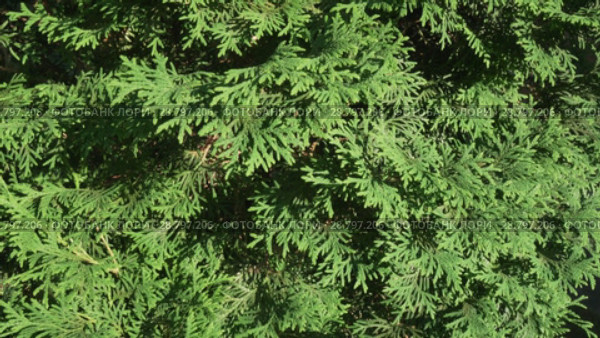 Beautiful green tree branches of Thuja stock footage video. Стоковое видео, видеограф Юлия Машкова / Фотобанк Лори