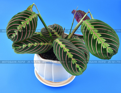beautiful indoor flower arrowroot on blue background. Стоковое фото, фотограф Володина Ольга / Фотобанк Лори