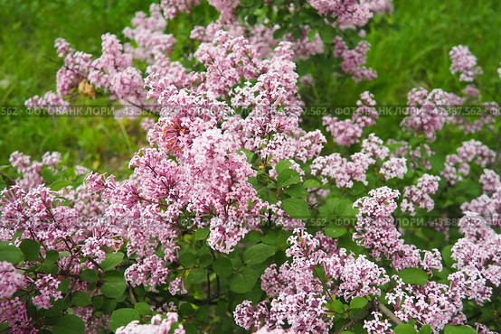 Beautiful inflorescences of pink lilac on branch in the city park of Warsaw, Poland. Beautiful flowering flowers of lilac tree Syringa vulgaris. Spring blossom. Syringa plant olive family or Oleaceae. Стоковое фото, фотограф Юлия Петровская / Фотобанк Лори