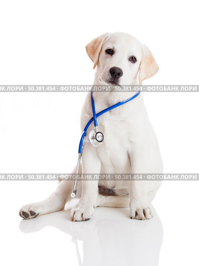 Beautiful labrador retriever with a stethoscope on his neck, isolated on white. Стоковое фото, агентство Ingram Publishing / Фотобанк Лори