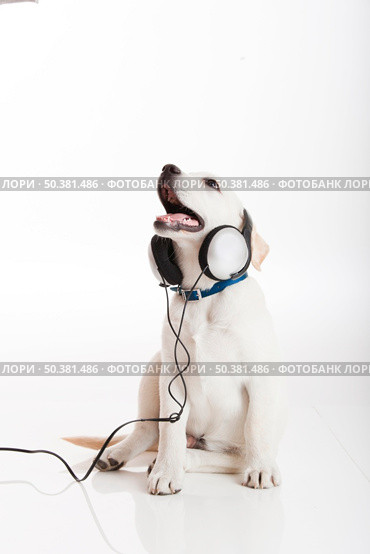 Beautiful labrador retriever with a stethoscope on his neck, isolated on white. Стоковое фото, агентство Ingram Publishing / Фотобанк Лори