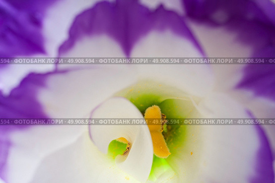 beautiful lisianthus. close-up photo. Стоковое фото, агентство Ingram Publishing / Фотобанк Лори