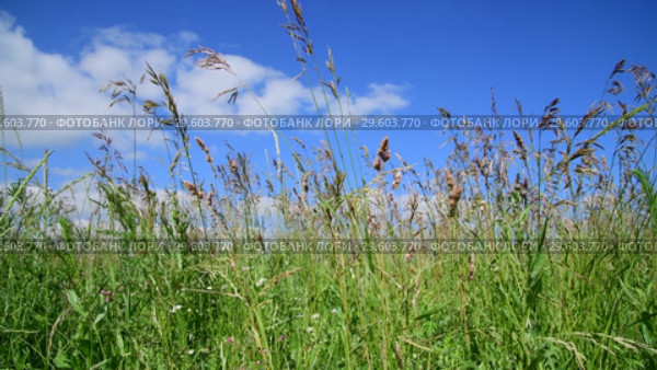 Beautiful meadow grass against sky by day in Russia. Fragment. Стоковое видео, видеограф Володина Ольга / Фотобанк Лори