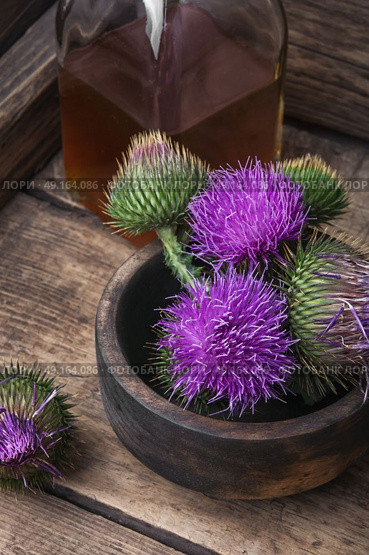 Beautiful milk thistle flower. Стоковое фото, агентство Ingram Publishing / Фотобанк Лори
