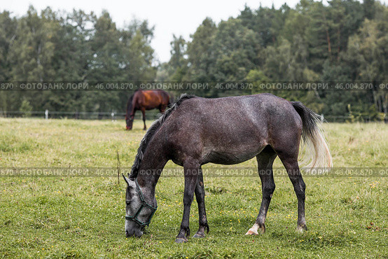 Beautiful natural landscape. Beautiful horses in the pasture. The horses are in the paddock. Livestock. Стоковое фото, фотограф Photojuli / Фотобанк Лори