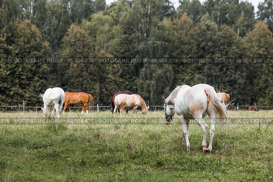 Beautiful natural landscape. Beautiful horses in the pasture. The horses are in the paddock. Livestock. Стоковое фото, фотограф Photojuli / Фотобанк Лори