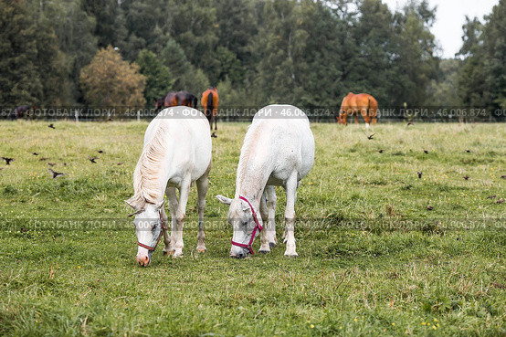 Beautiful natural landscape. Beautiful horses in the pasture. The horses are in the paddock. Livestock. Стоковое фото, фотограф Photojuli / Фотобанк Лори