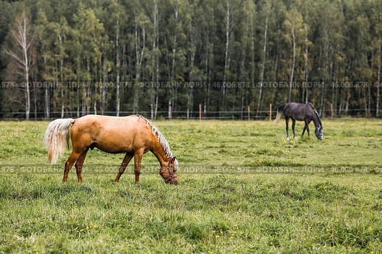 Beautiful natural landscape. Beautiful horses in the pasture. The horses are in the paddock. Livestock. Стоковое фото, фотограф Photojuli / Фотобанк Лори