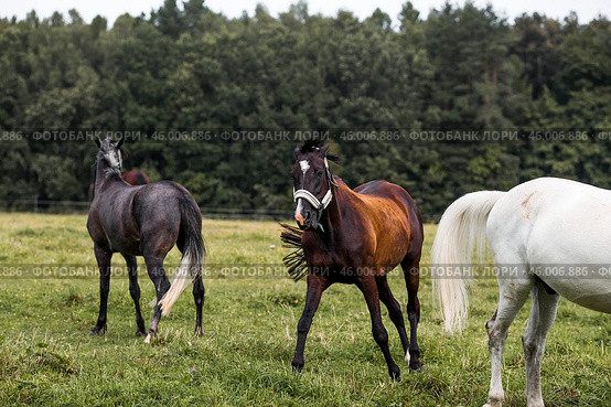 Beautiful natural landscape. Beautiful horses in the pasture. The horses are in the paddock. Livestock. Стоковое фото, фотограф Photojuli / Фотобанк Лори