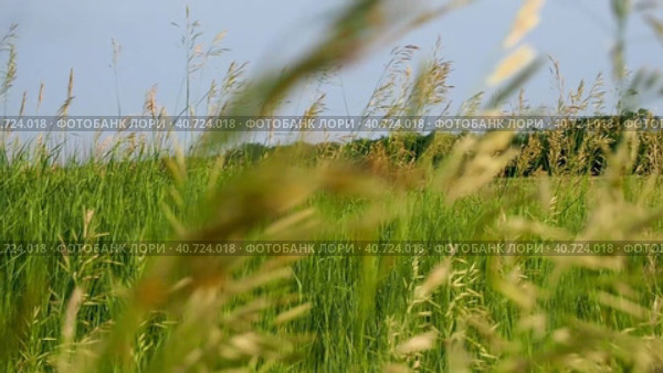 Beautiful natural plant background of wild nature. Wild grass swaying in the wind, macro photography, small depth of field. Spikelets of wild grasses in the field in the wind. Стоковое видео, видеограф Александр Кротков / Фотобанк Лори